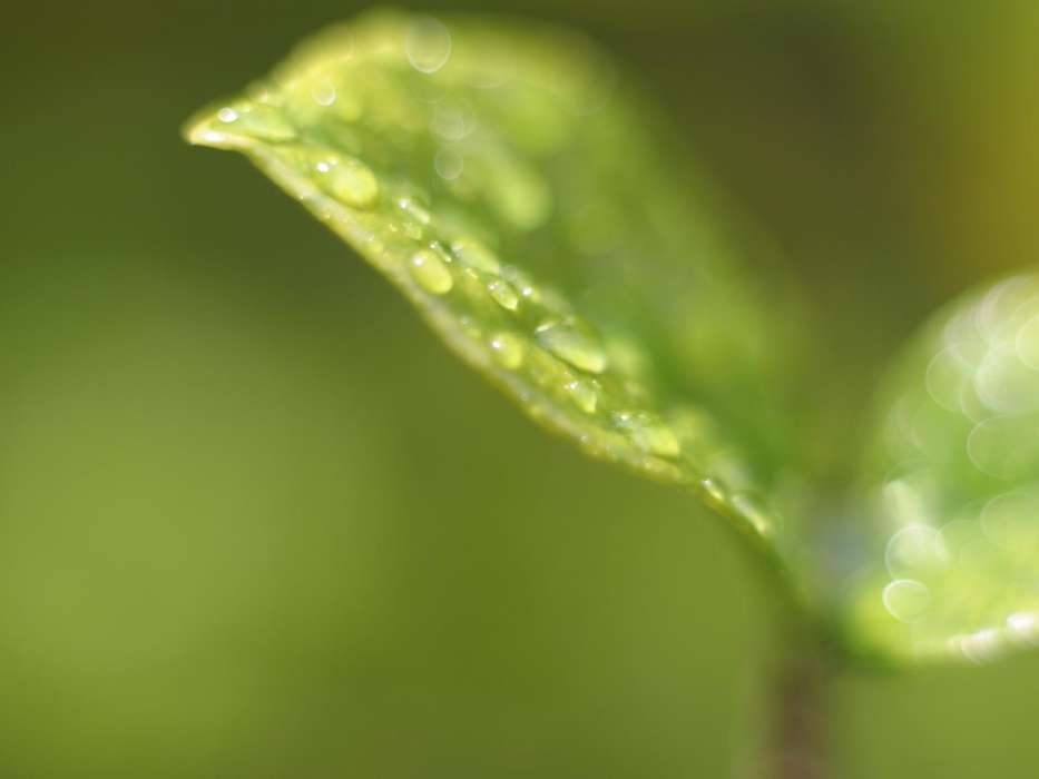 Background,Drops,Leaves
