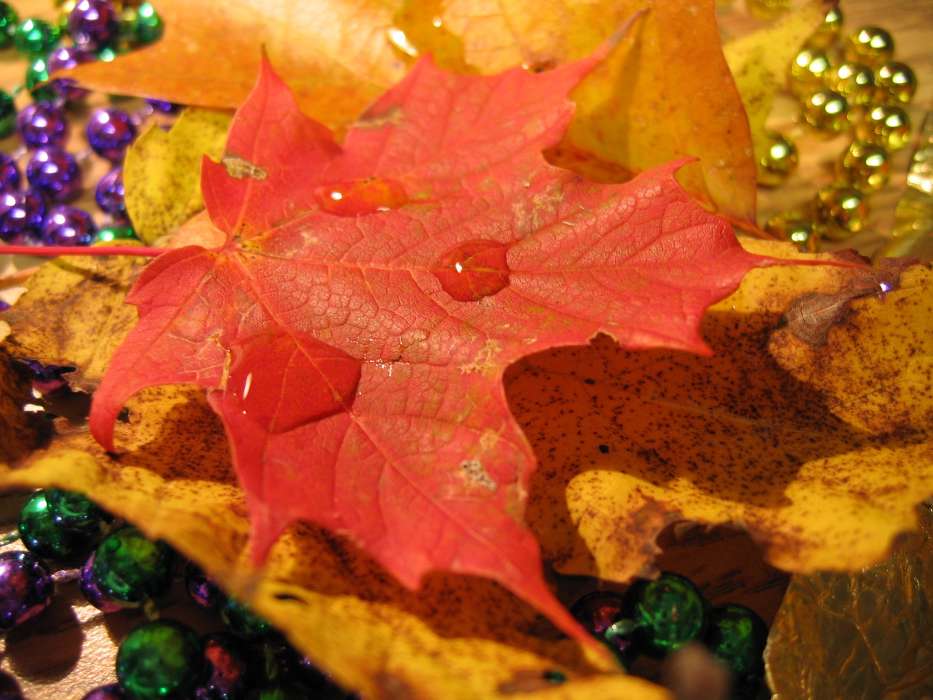 Plants, Backgrounds, Autumn, Leaves, Drops