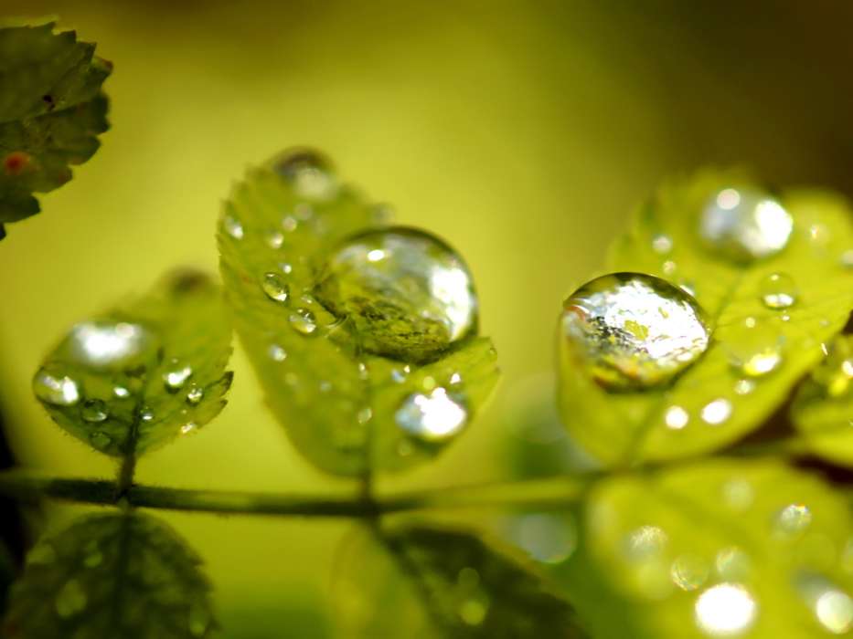 Background, Drops, Leaves, Plants