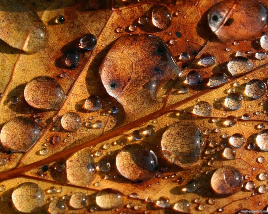 Water, Backgrounds, Leaves, Drops