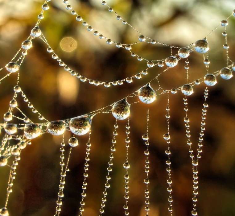 Background, Drops, Web