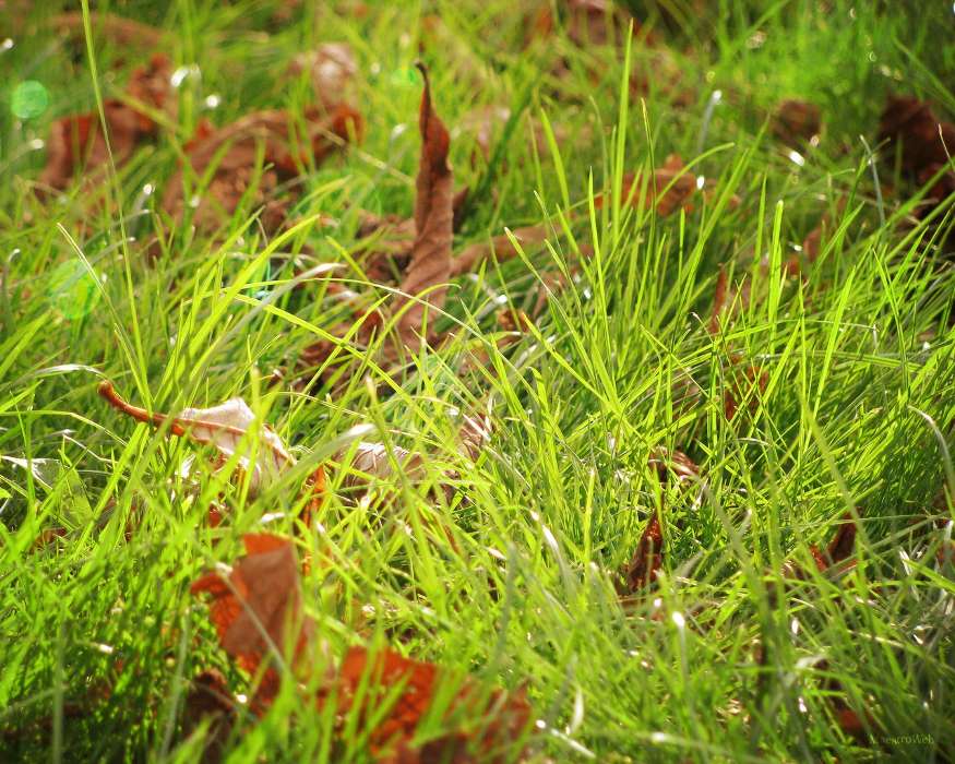 Plants, Grass, Backgrounds, Leaves