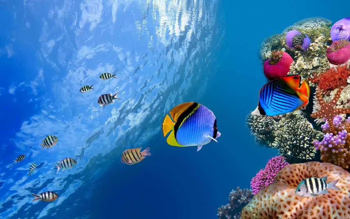 Background, Sea, Fishes