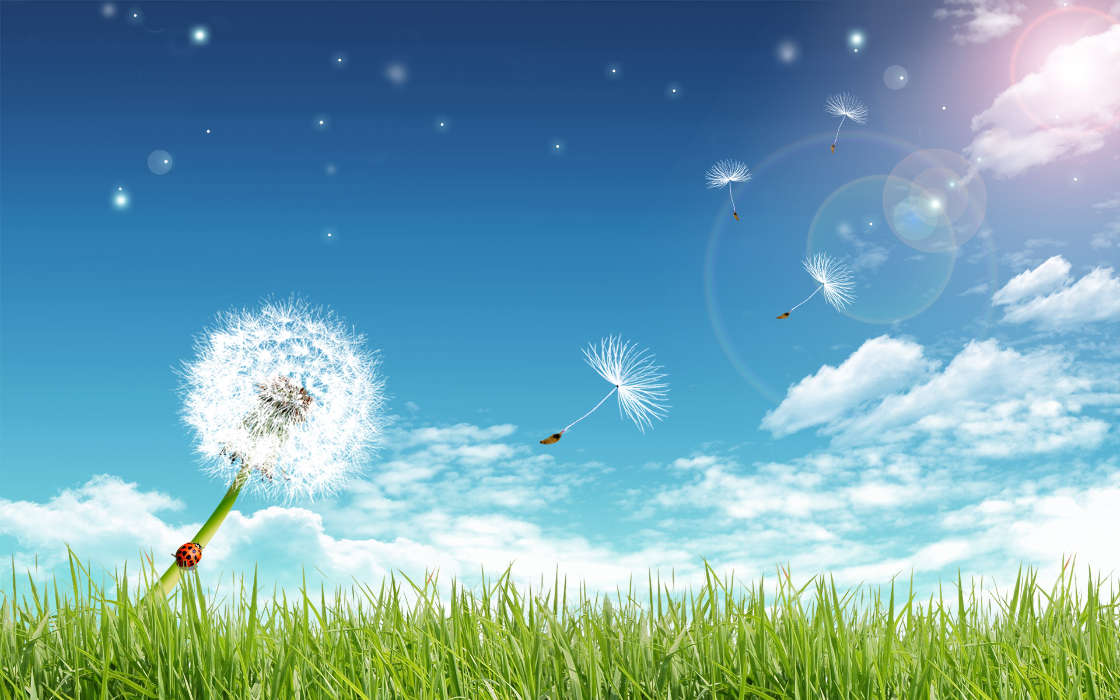 Background, Sky, Dandelions, Grass