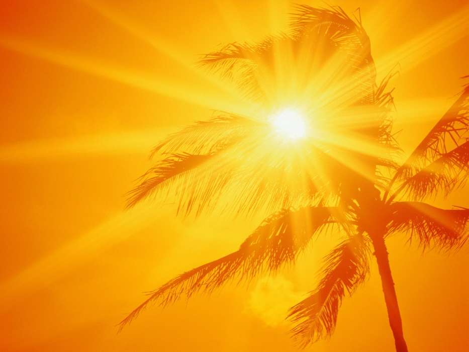 Backgrounds, Sun, Palms