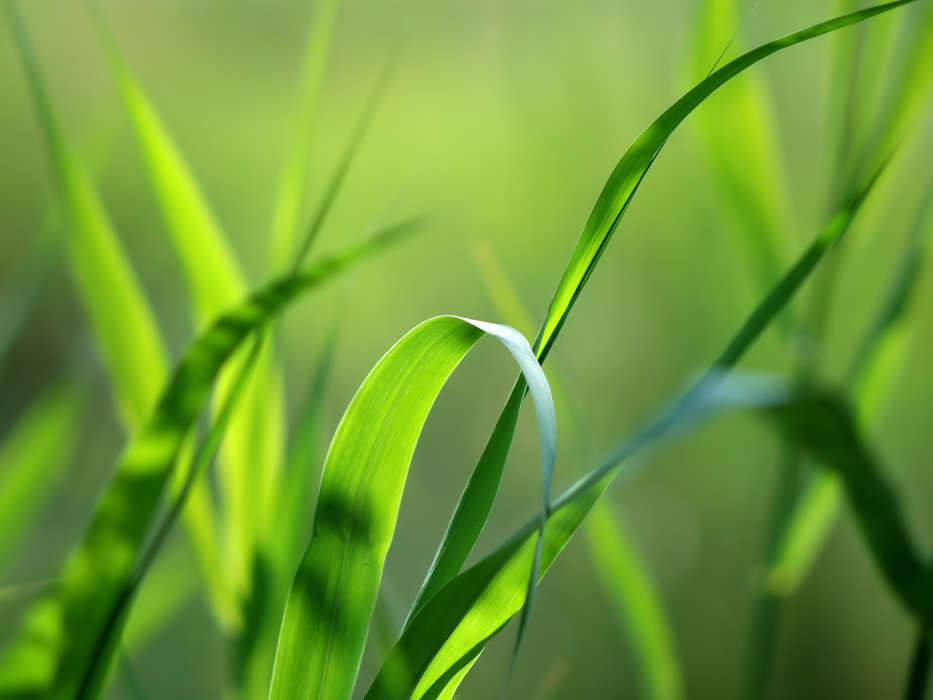 Background, Plants, Grass