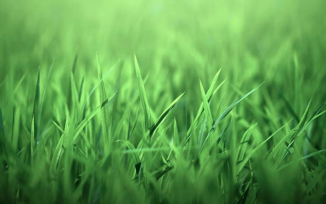 Plants, Grass, Backgrounds