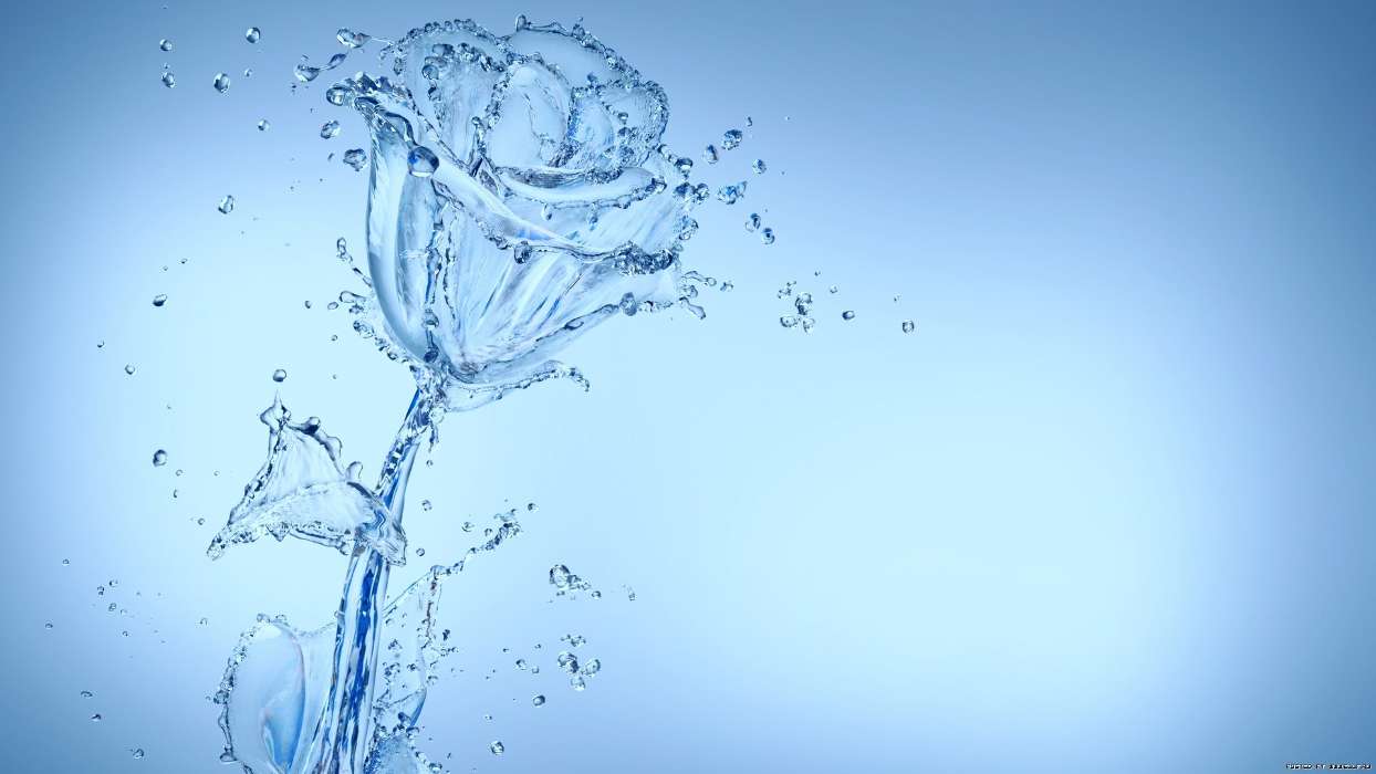 Background, Roses, Water