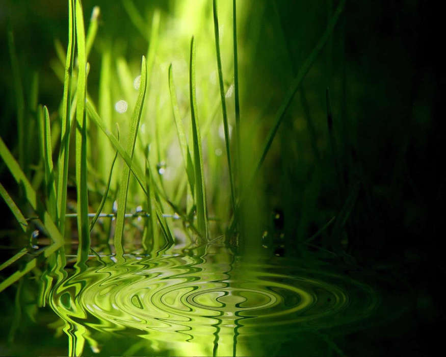 Background, Grass, Water