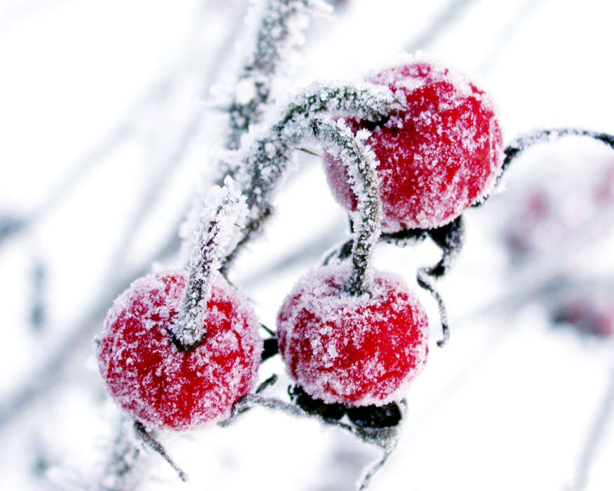 Fruits, Berries, Plants, Winter