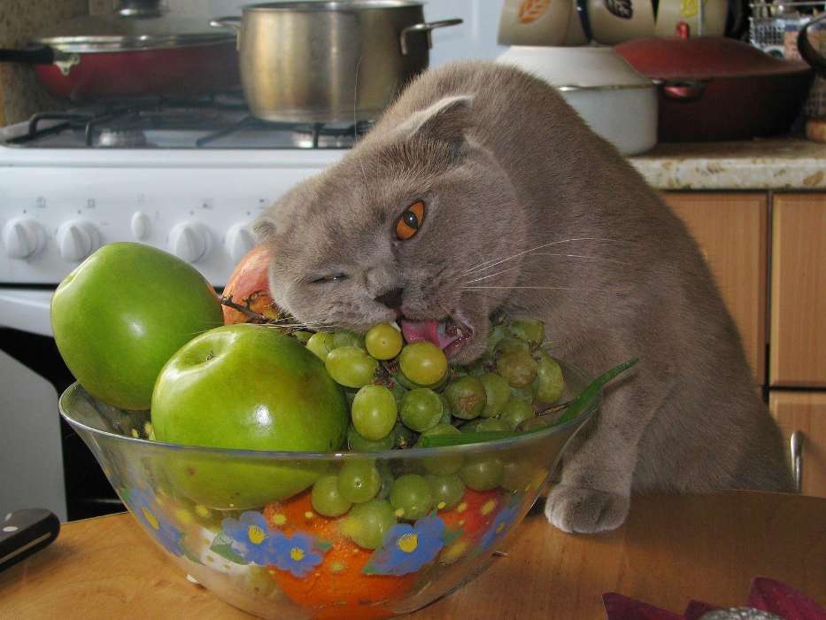Animals, Cats, Fruits