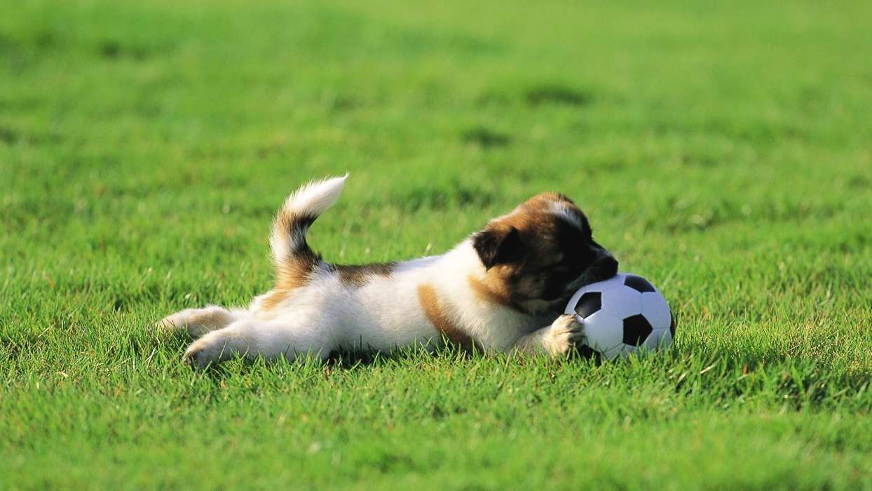 Football, Dogs, Sport, Animals