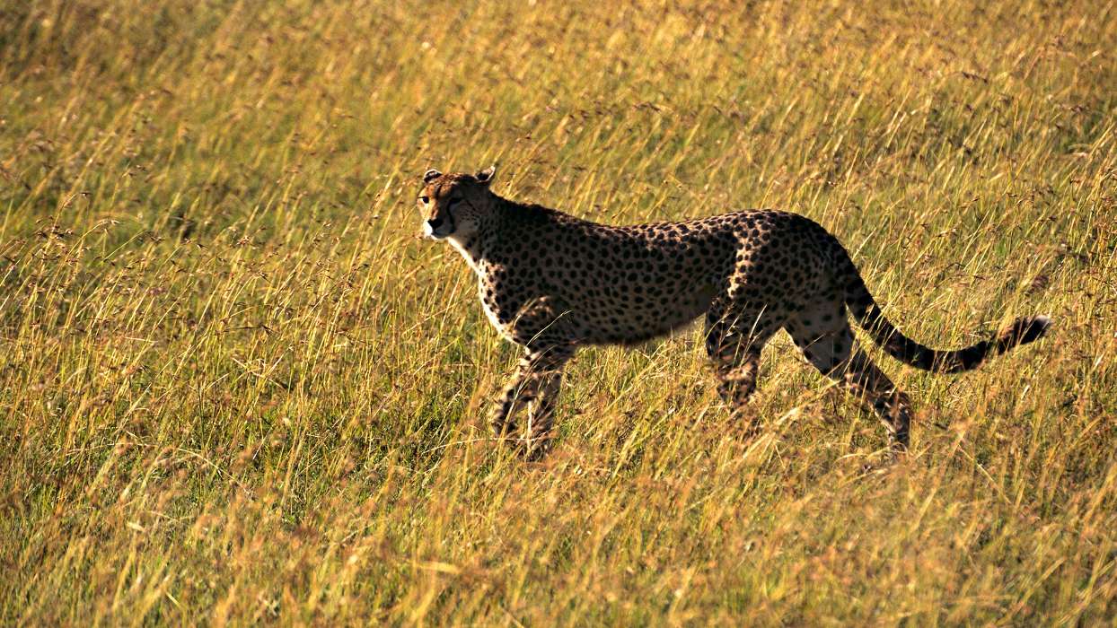 Cheetah, Animals