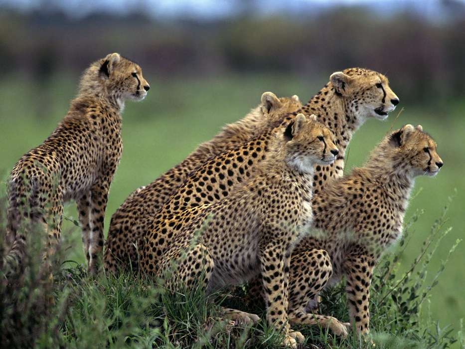 Animals, Cheetah