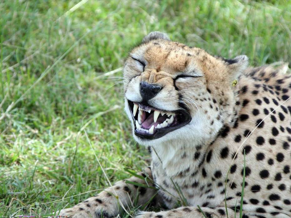 Animals, Cheetah