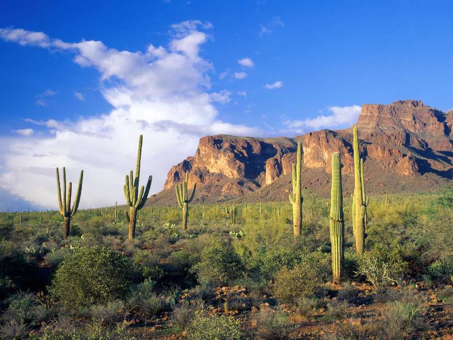 Landscape, Cactuses, Mountains