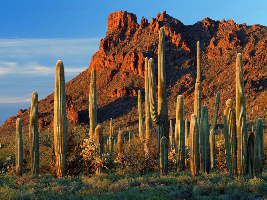 Mountains,Cactuses,Landscape