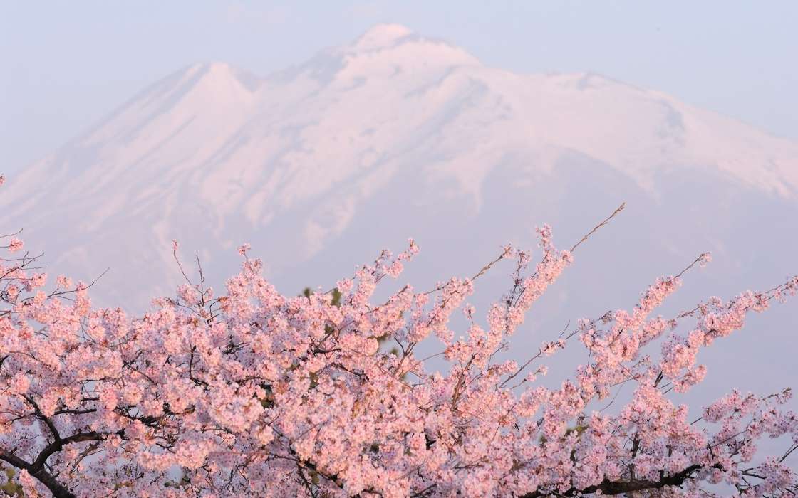 Mountains,Landscape,Sakura