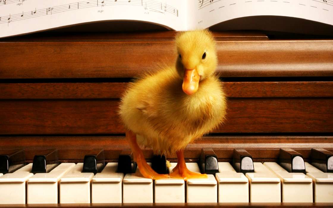 Piano,Music,Ducks,Animals