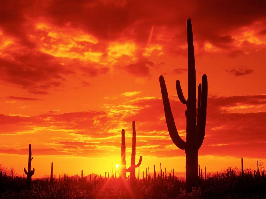 Landscape, Cactuses, Sunset, Sky, Sun