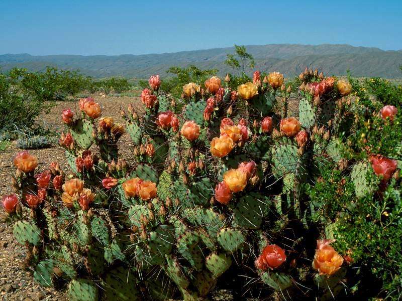 Cactuses,Landscape