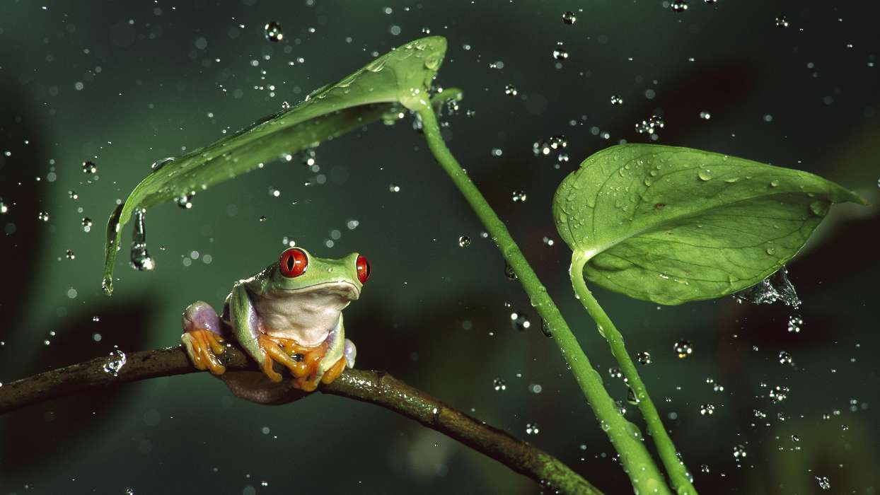 Drops, Leaves, Frogs, Animals