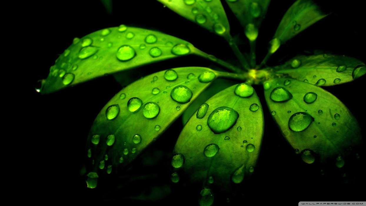 Drops, Leaves, Plants