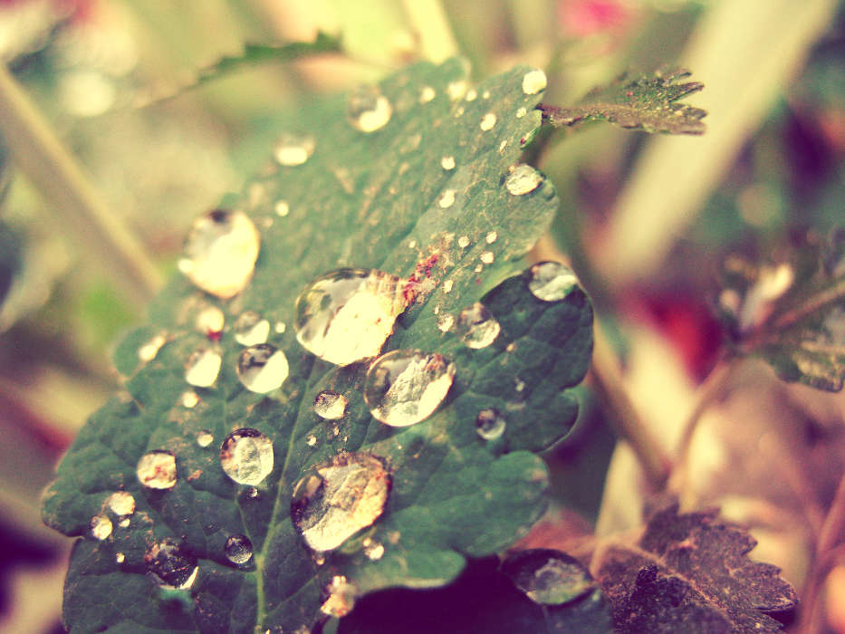 Drops, Leaves, Plants