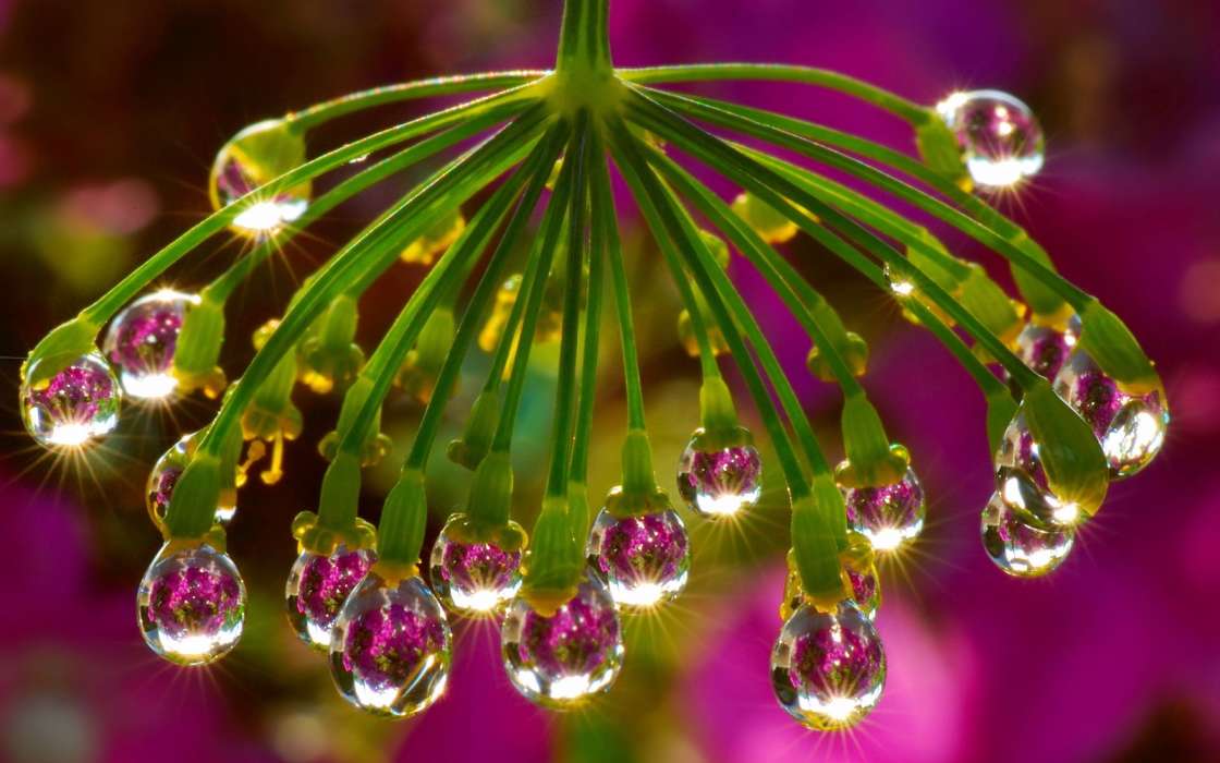 Drops, Plants