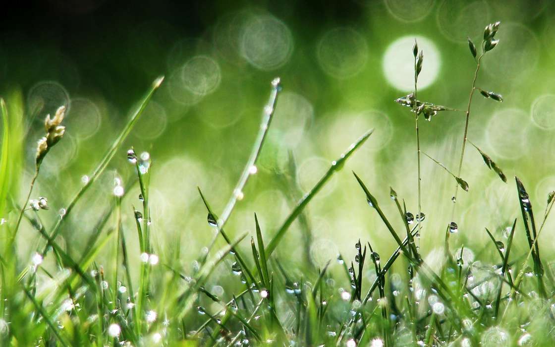Drops,Plants,Grass