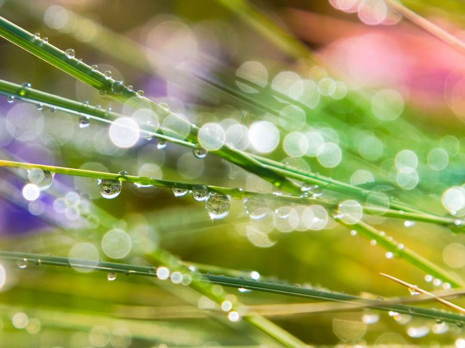 Drops,Plants,Grass
