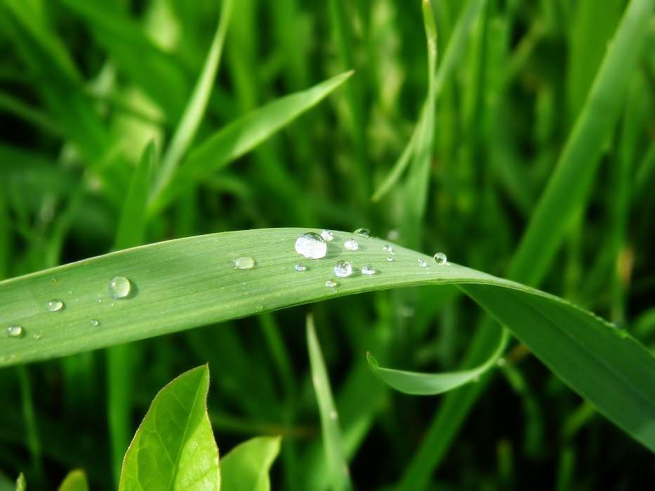 Plants, Grass, Drops