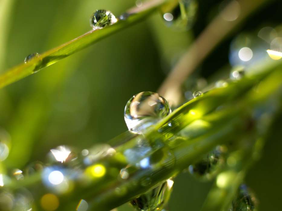 Plants, Water, Drops