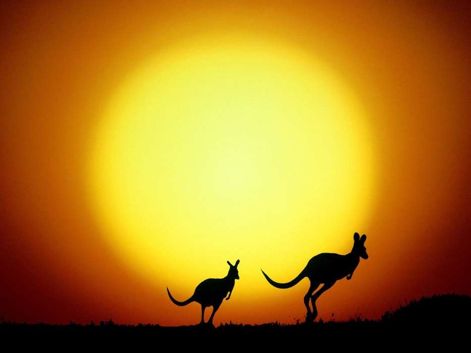 Animals, Sunset, Kangaroo