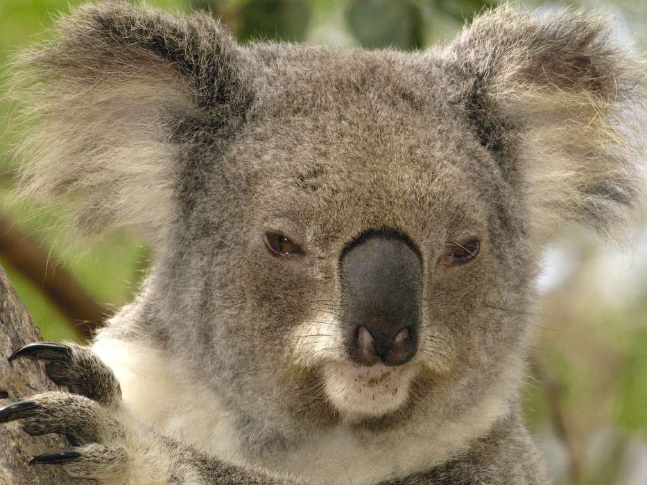 Animals, Koalas