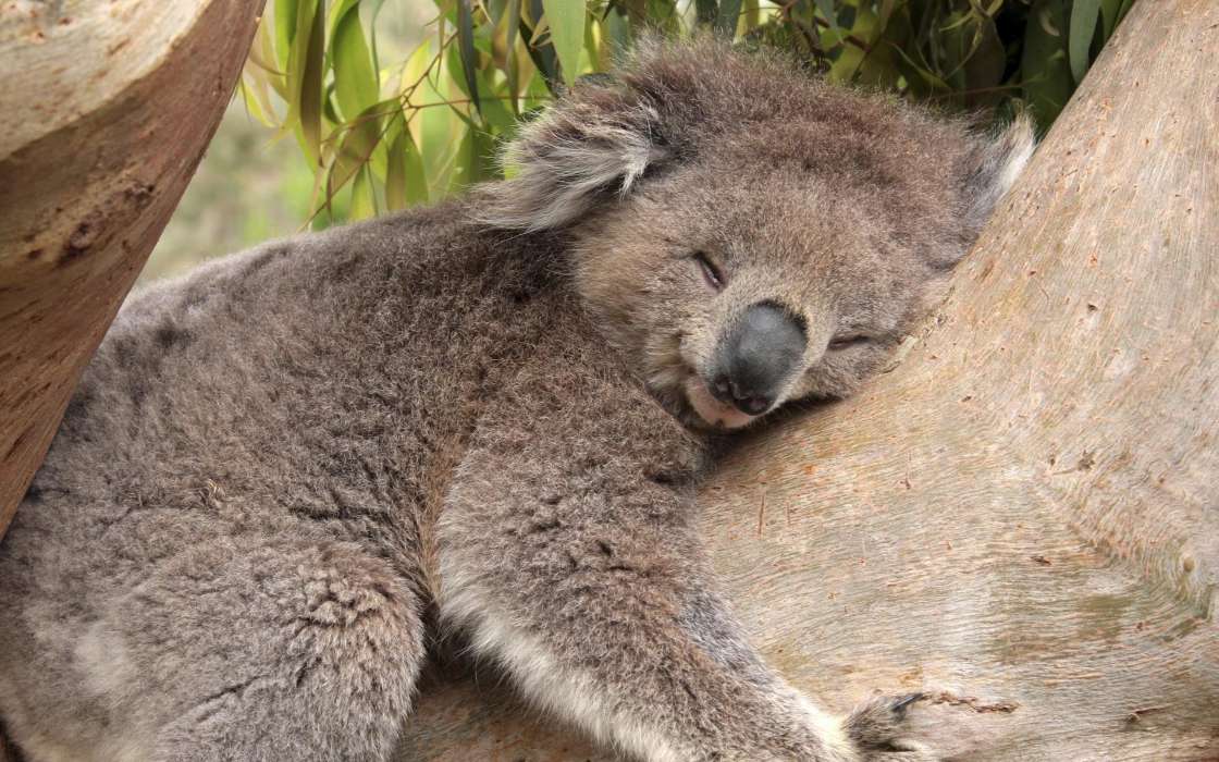 Koalas, Animals