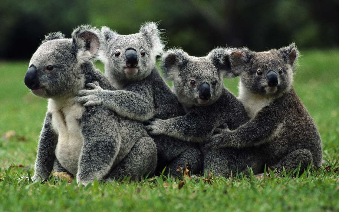 Koalas, Animals