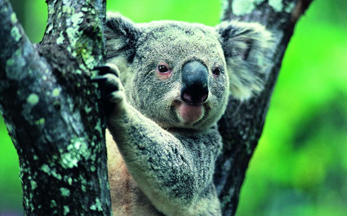 Koalas,Animals
