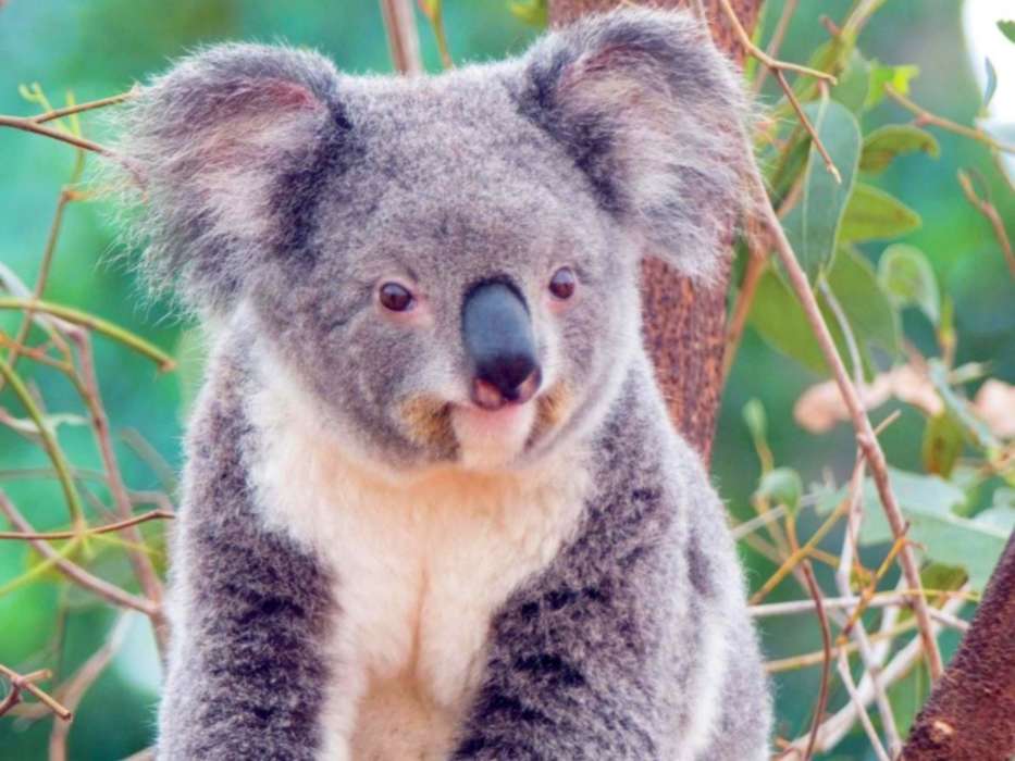 Animals, Koalas