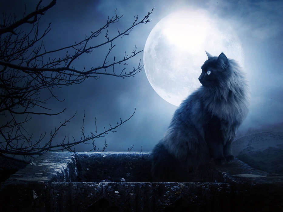 Animals, Cats, Moon