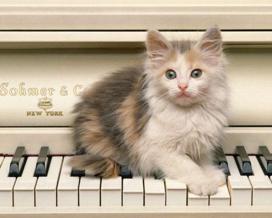 Music, Animals, Cats