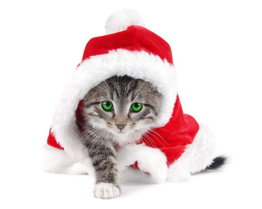 Holidays, Animals, Cats, New Year, Christmas, Xmas