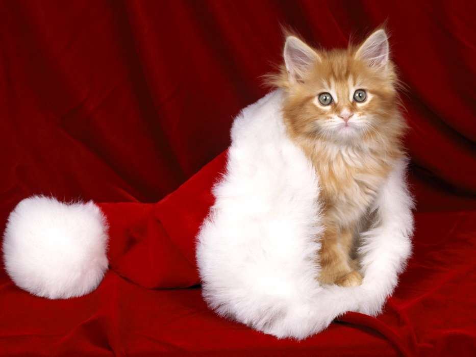 Animals, Cats, New Year, Christmas, Xmas
