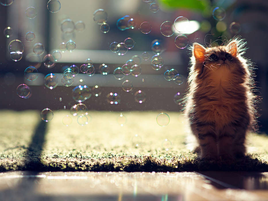 Cats, Bubbles, Animals