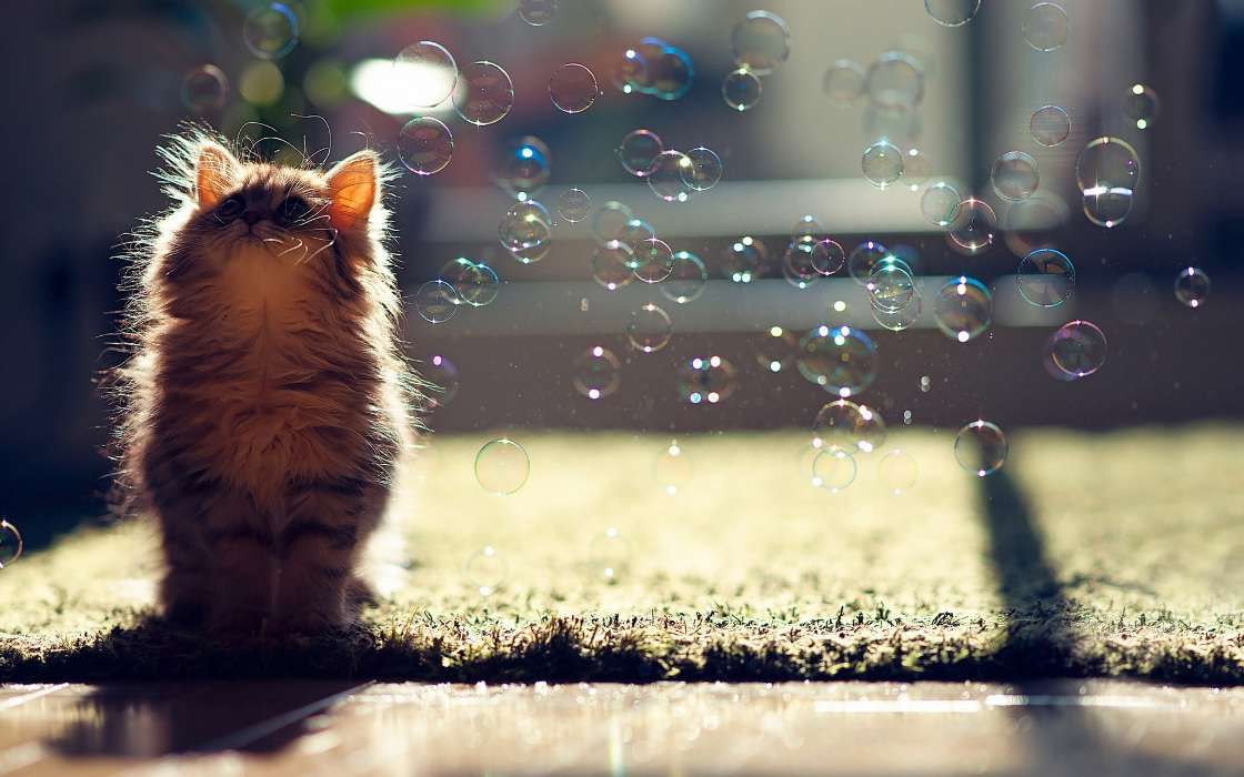 Cats, Bubbles, Animals