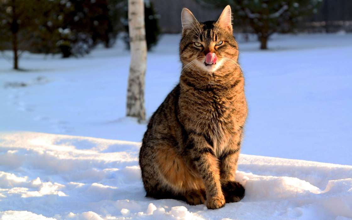 Cats, Snow, Animals