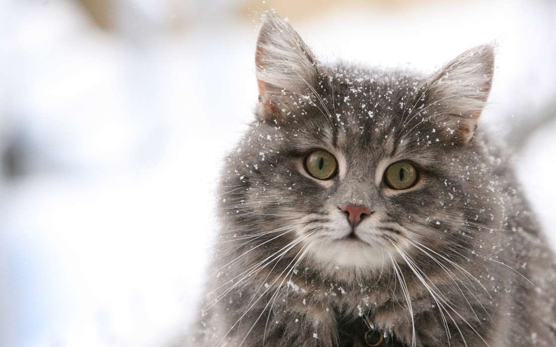 Animals, Cats, Snow