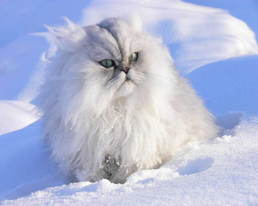 Animals, Winter, Cats, Snow