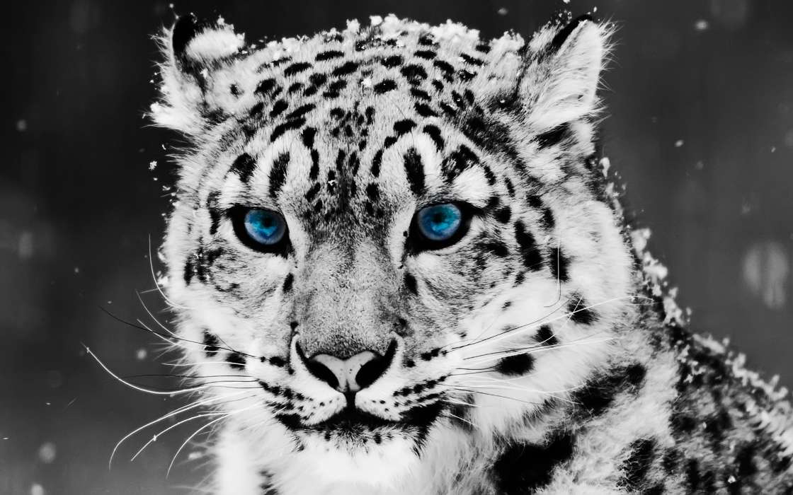 Animals, Winter, Cats, Snow leopard