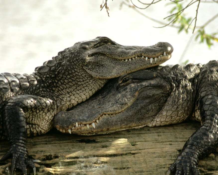 Animals, Crocodiles
